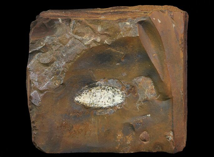 Unidentified Fossil Seed From North Dakota - Paleocene #65833